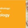 hematology