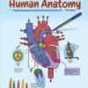 A Visual Analogy Guide to Human Anatomy, 5th Edition (High Quality Image PDF