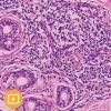 Dermatopathology 2023