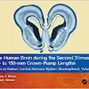 The Human Brain during the Second Trimester 96– to 150–mm Crown-Rump Lengths: Atlas of Human Central Nervous System Development, Volume 8 (Atlas of Human Central Nervous System Development, 8)