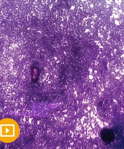 Cytopathology 2022