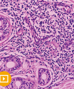 Dermatopathology 2023